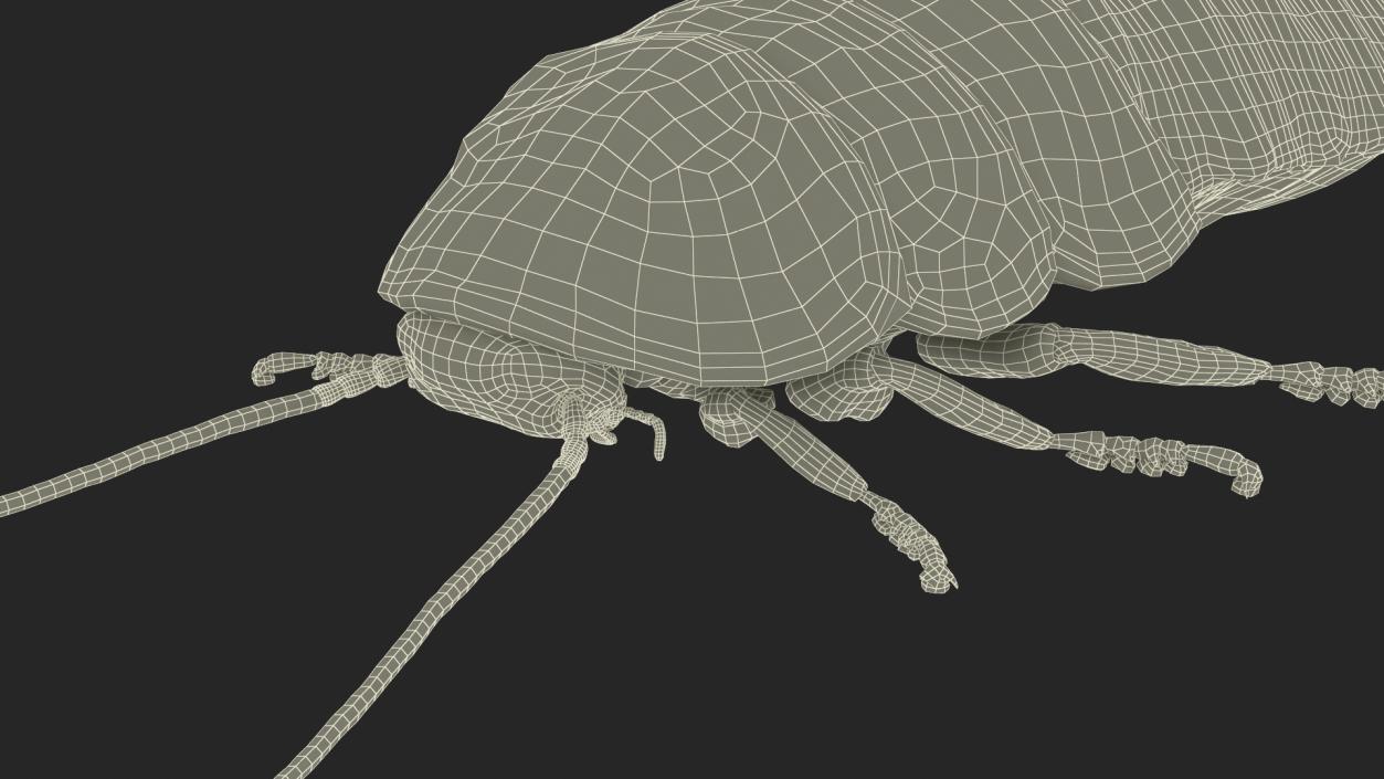 Wood Feeding Cockroach Rigged 3D model