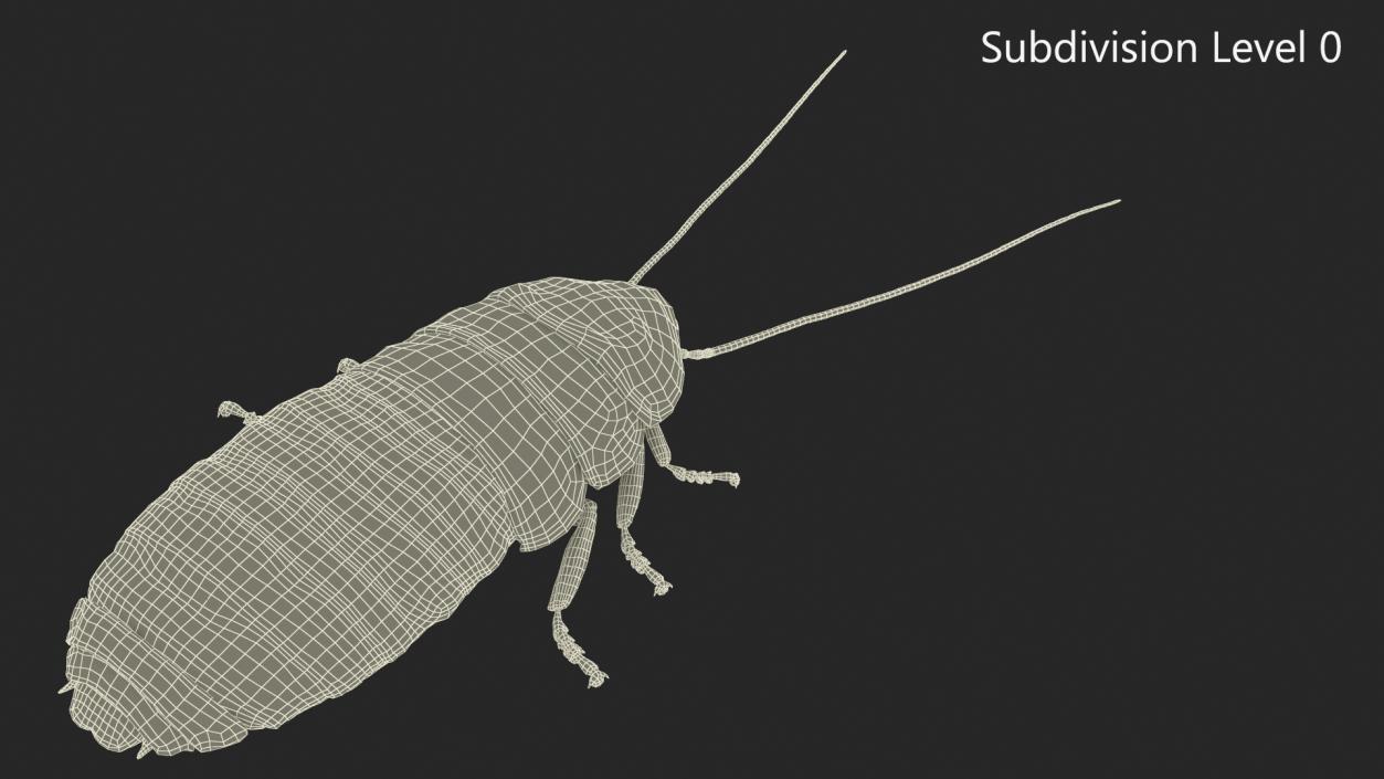 Wood Feeding Cockroach Rigged 3D model