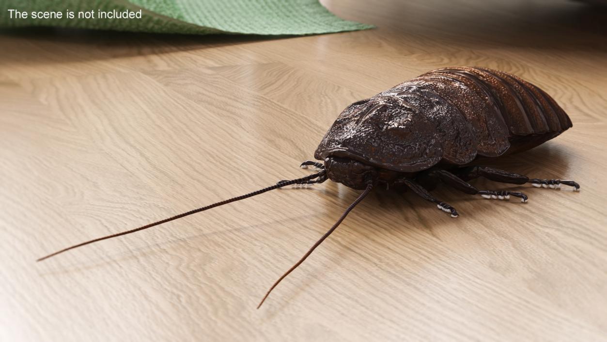 Wood Feeding Cockroach Rigged 3D model