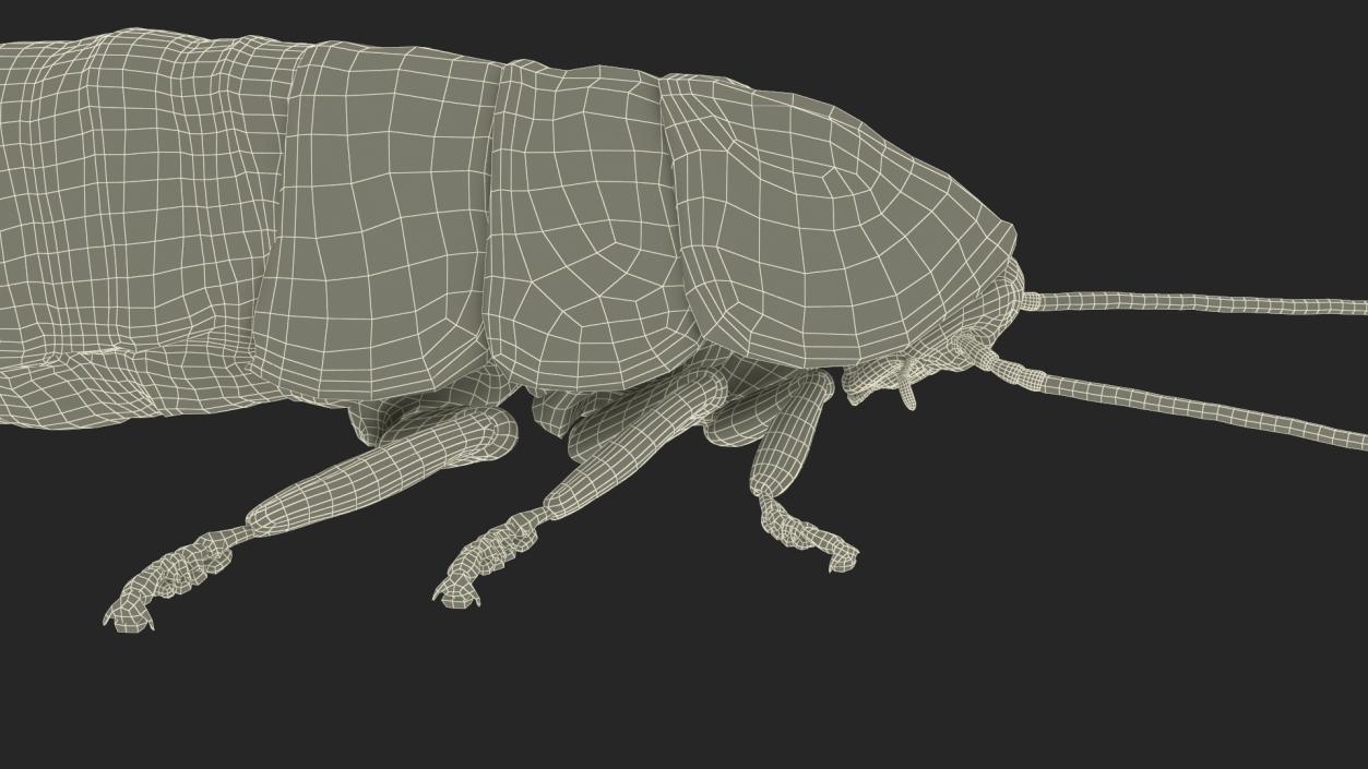 Wood Feeding Cockroach Rigged 3D model