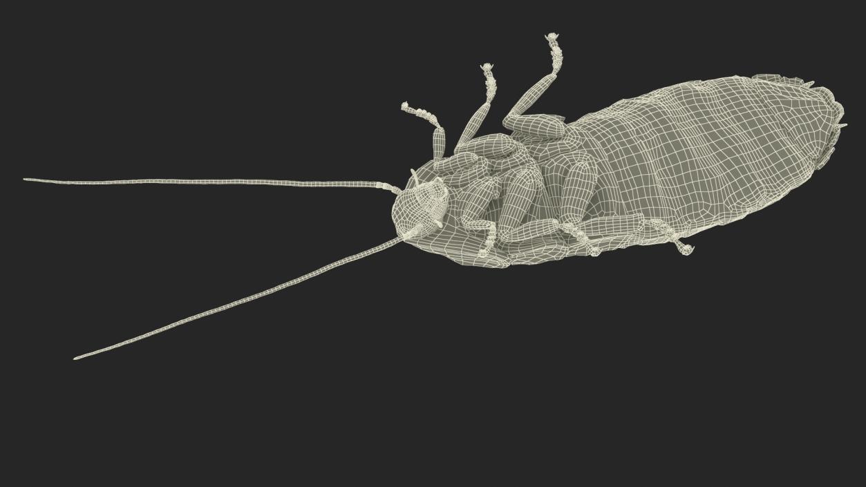 Wood Feeding Cockroach Rigged 3D model