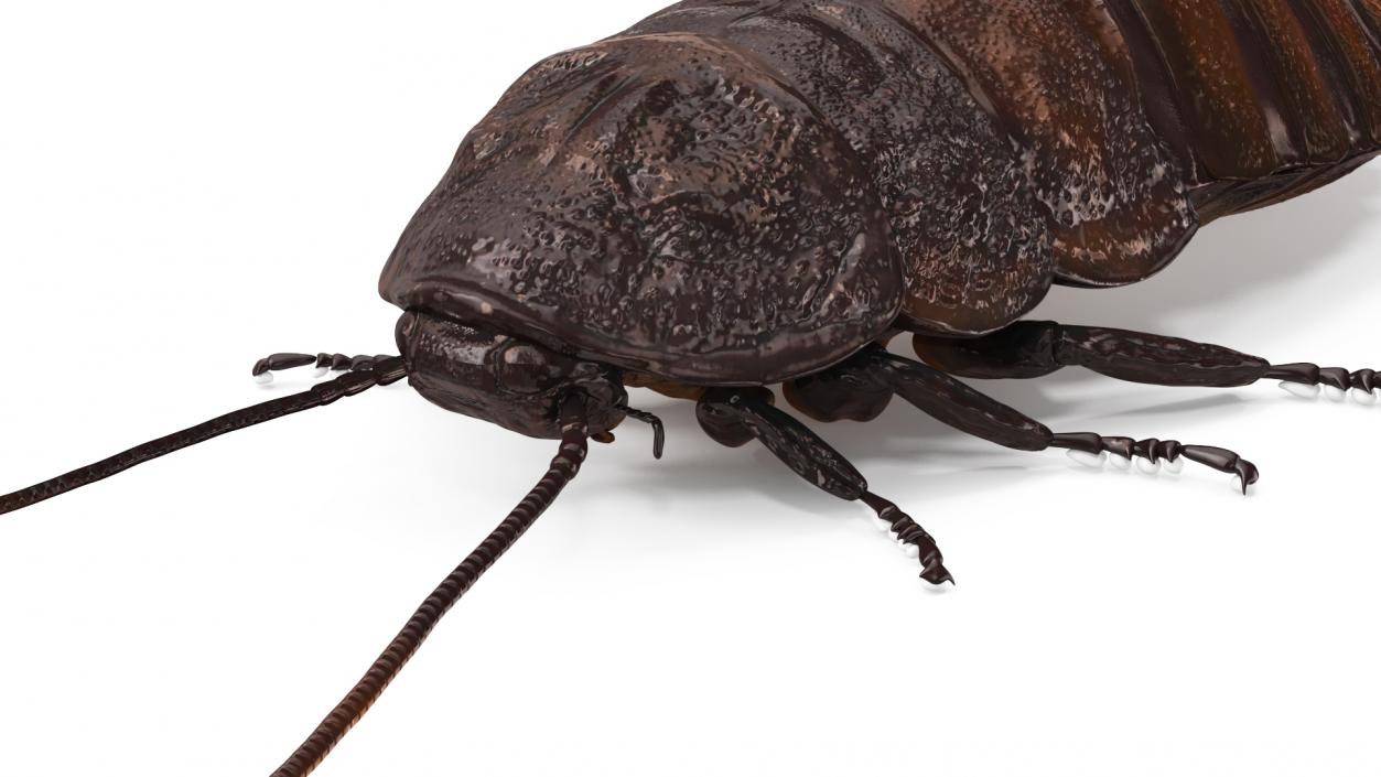 Wood Feeding Cockroach Rigged 3D model