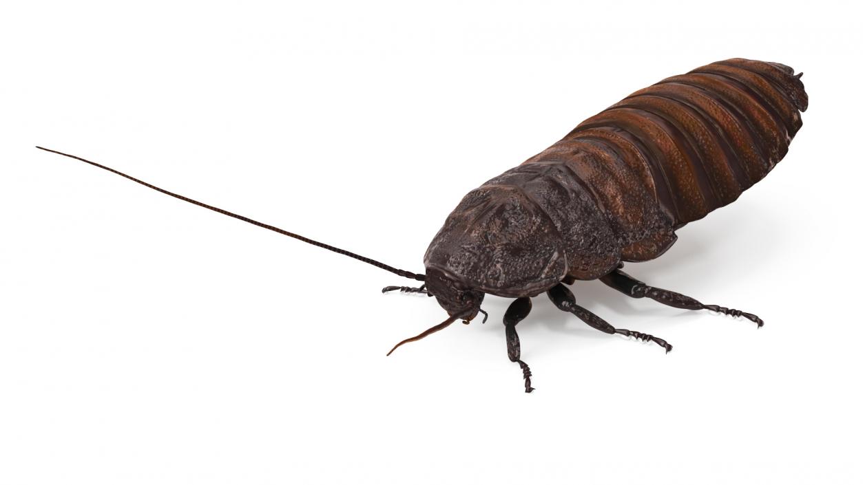 Wood Feeding Cockroach Rigged 3D model