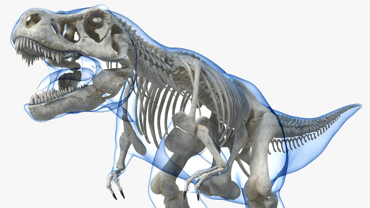 3D Tyrannosaurus Rex Skeleton with Skin