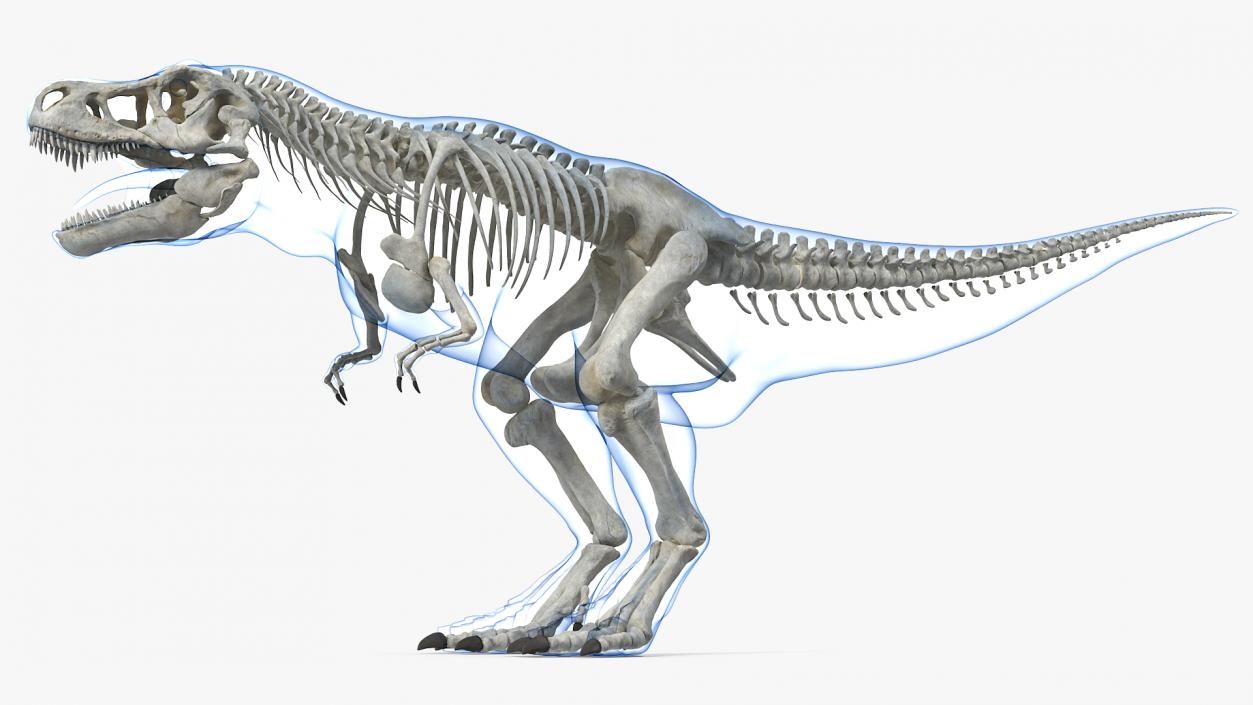 3D Tyrannosaurus Rex Skeleton with Skin