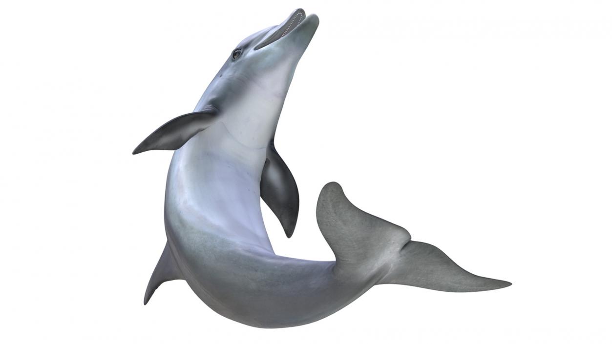 3D model Bottlenose Dolphin Rigged