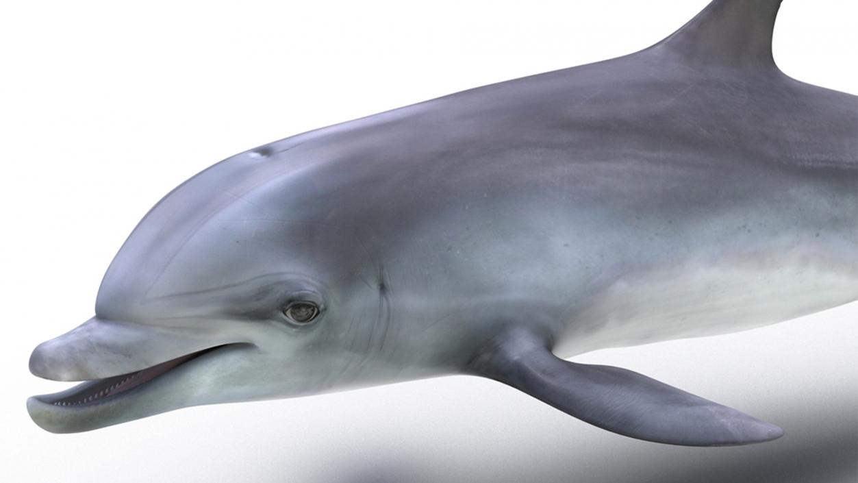 3D model Bottlenose Dolphin Rigged