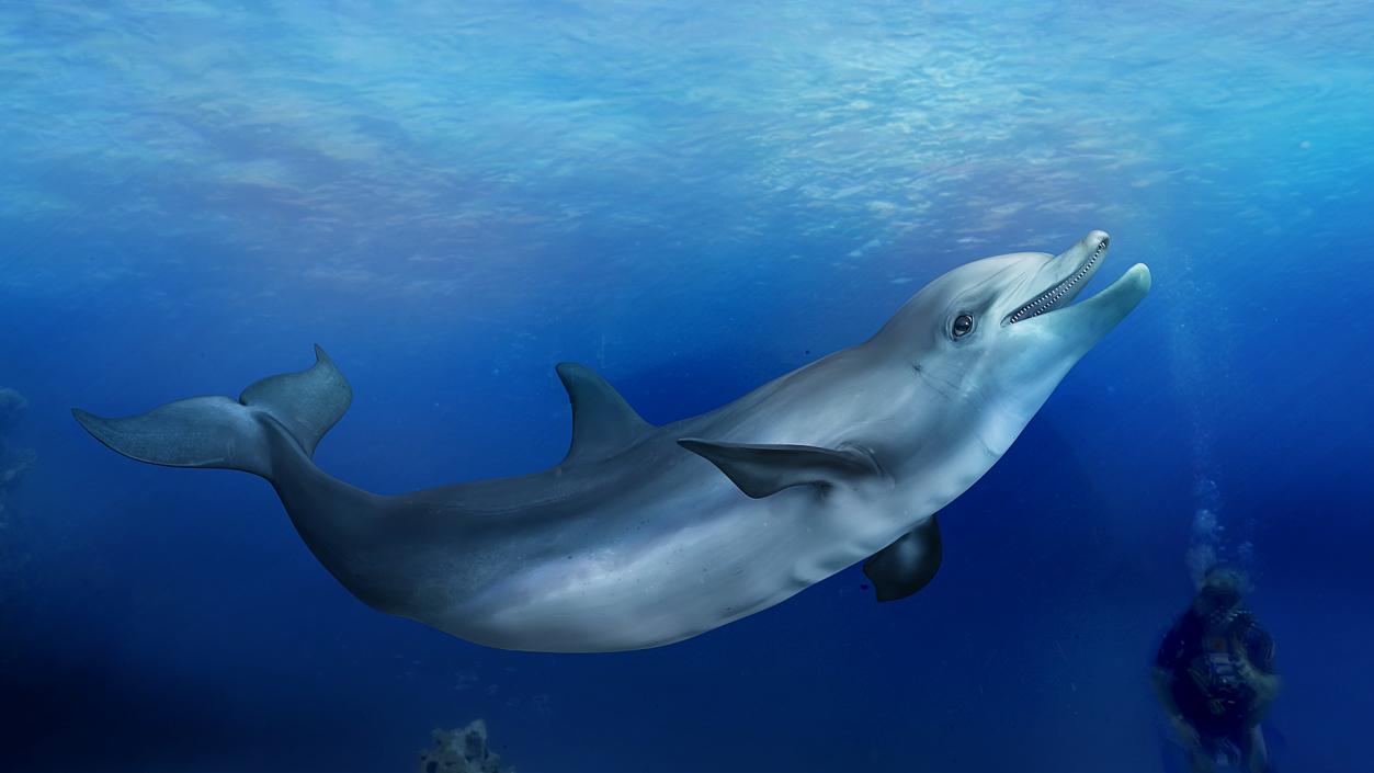 3D model Bottlenose Dolphin Rigged