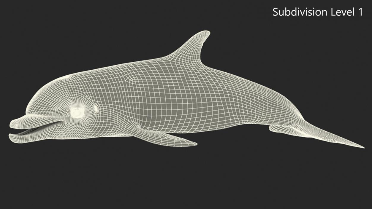 3D model Bottlenose Dolphin Rigged