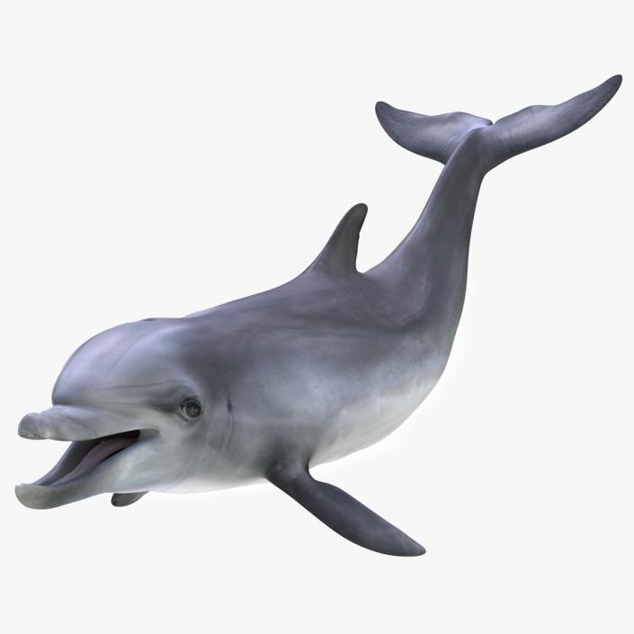 3D model Bottlenose Dolphin Rigged