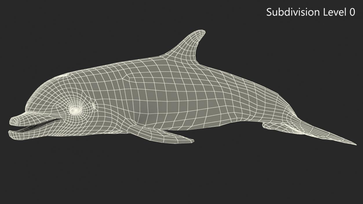 3D model Bottlenose Dolphin Rigged