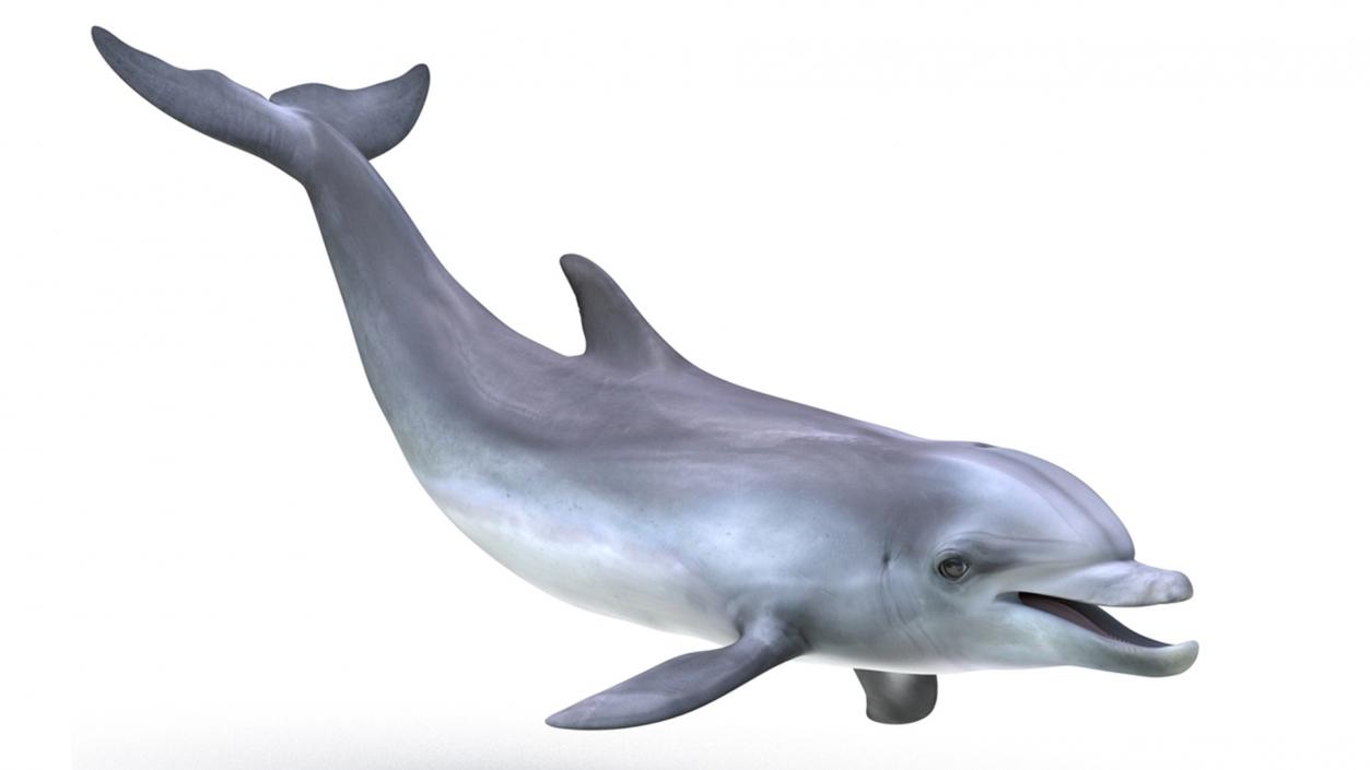 3D model Bottlenose Dolphin Rigged