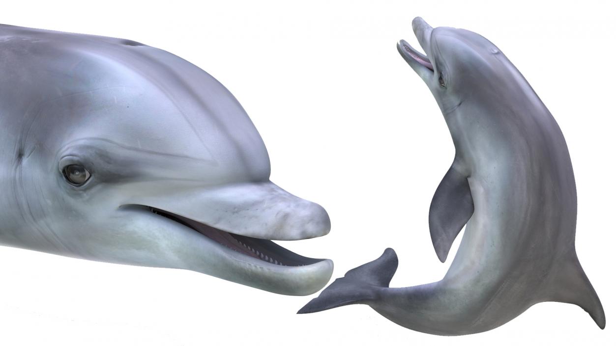 3D model Bottlenose Dolphin Rigged