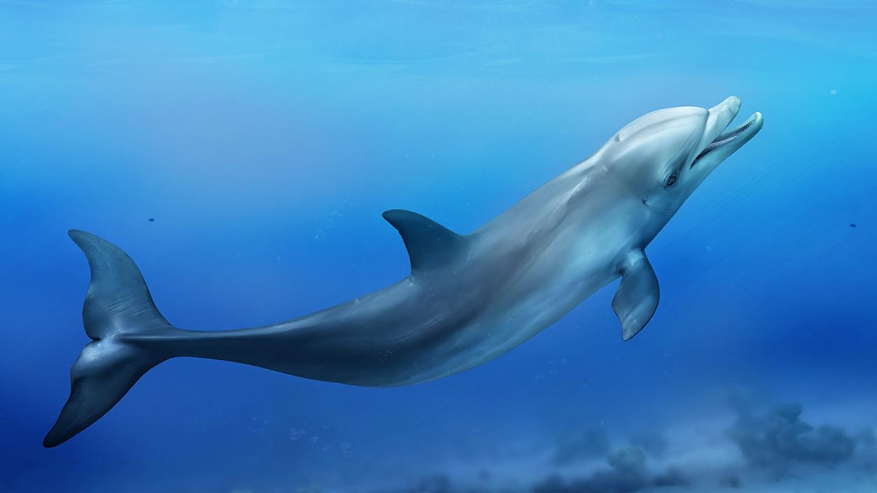 3D model Bottlenose Dolphin Rigged