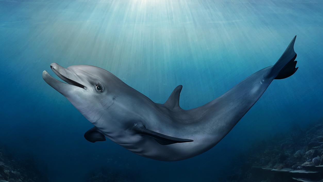 3D model Bottlenose Dolphin Rigged