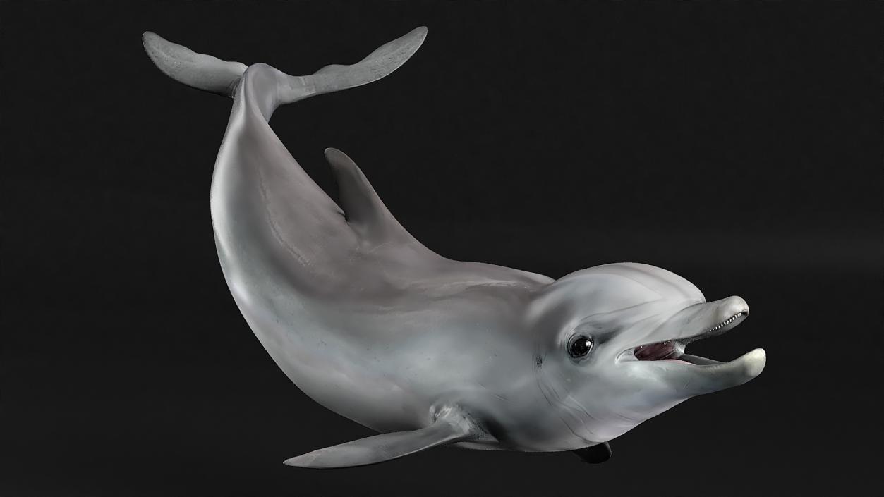 3D model Bottlenose Dolphin Rigged