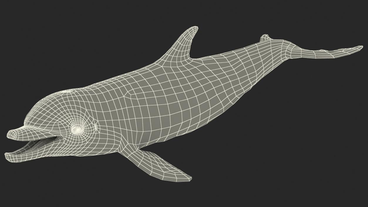 3D model Bottlenose Dolphin Rigged