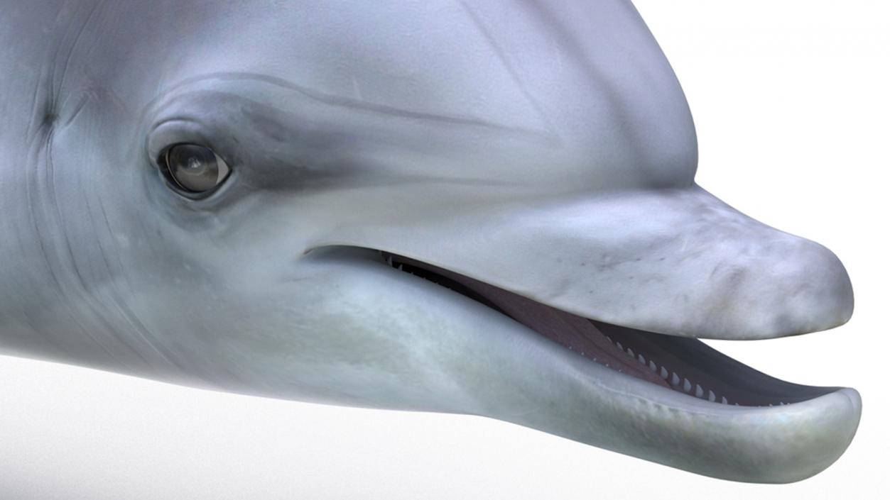 3D model Bottlenose Dolphin Rigged