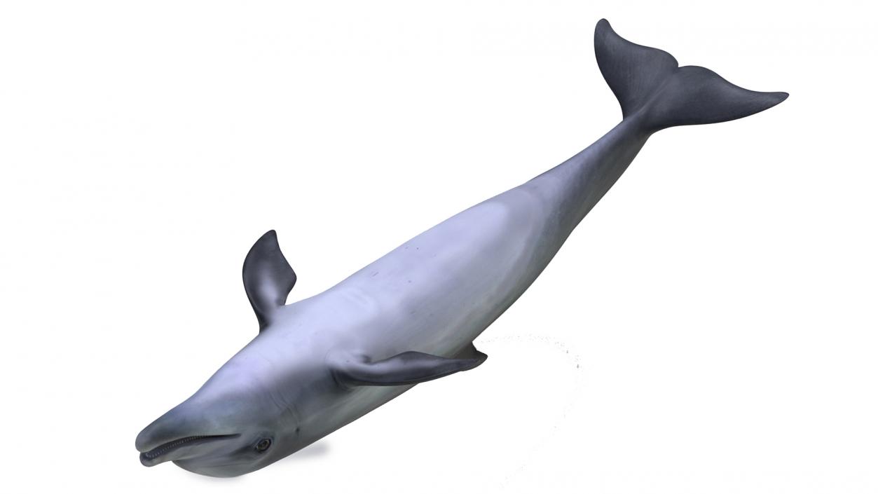 3D model Bottlenose Dolphin Rigged