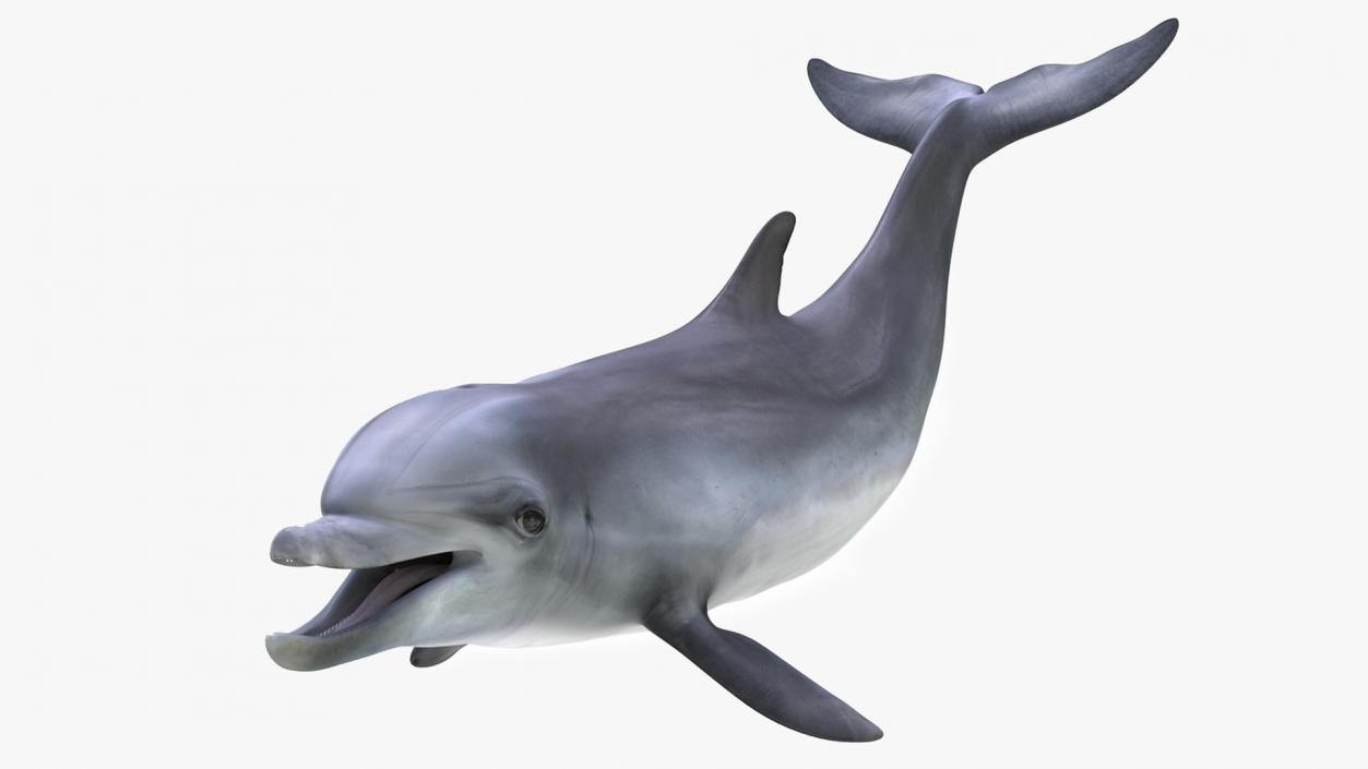 3D model Bottlenose Dolphin Rigged