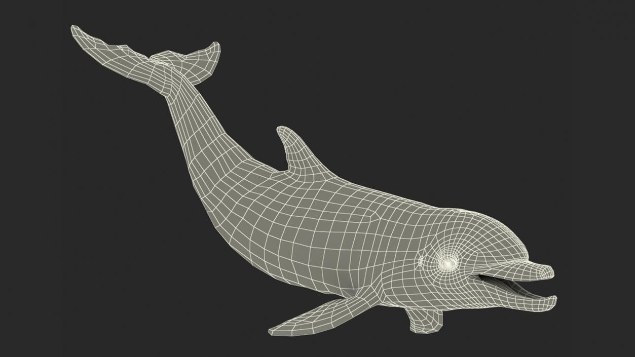 3D model Bottlenose Dolphin Rigged