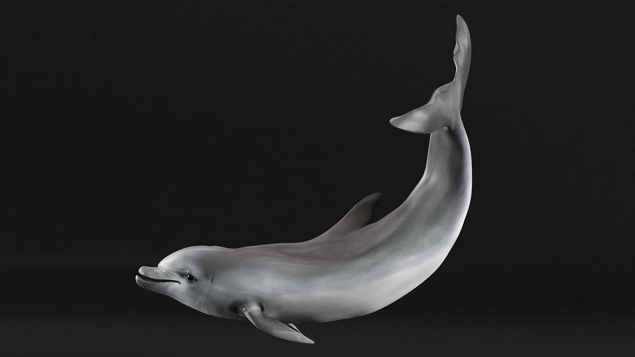 3D model Bottlenose Dolphin Rigged