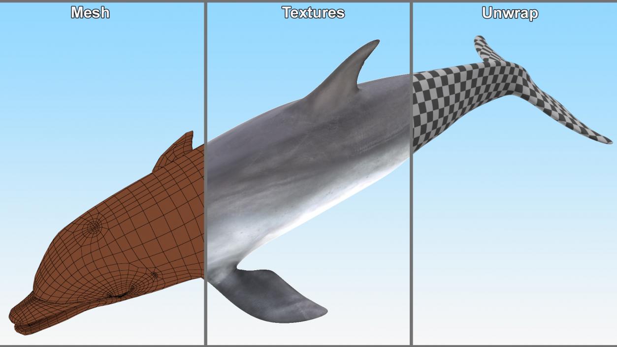 3D model Bottlenose Dolphin Rigged