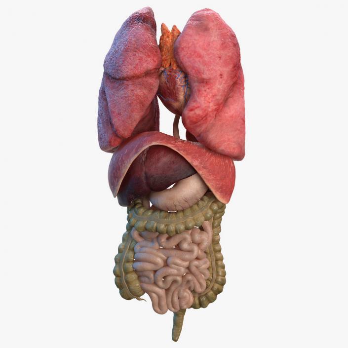 3D Human Internal Organs