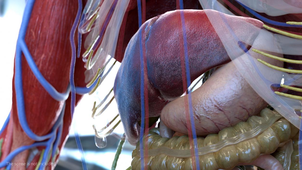 3D Human Internal Organs