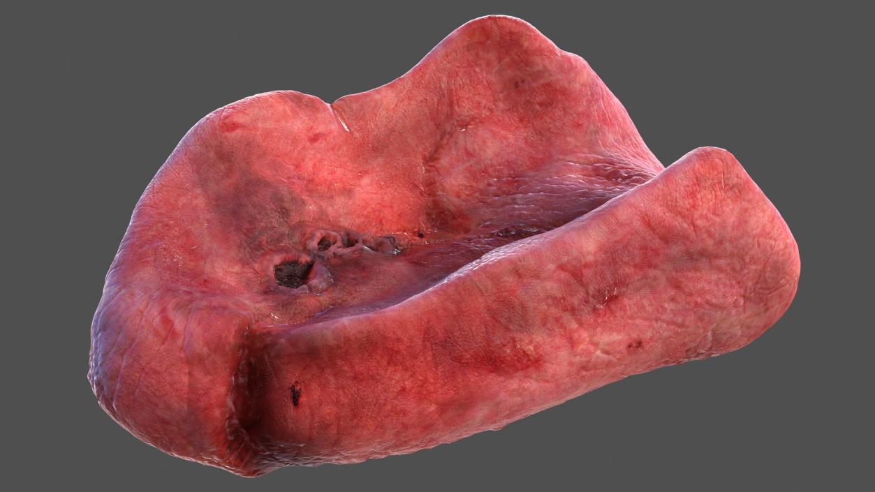 3D Human Internal Organs