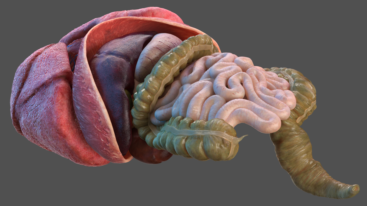 3D Human Internal Organs