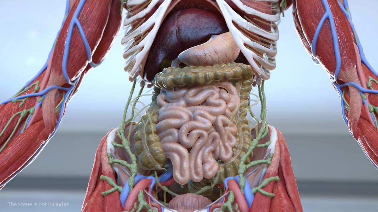 3D Human Internal Organs