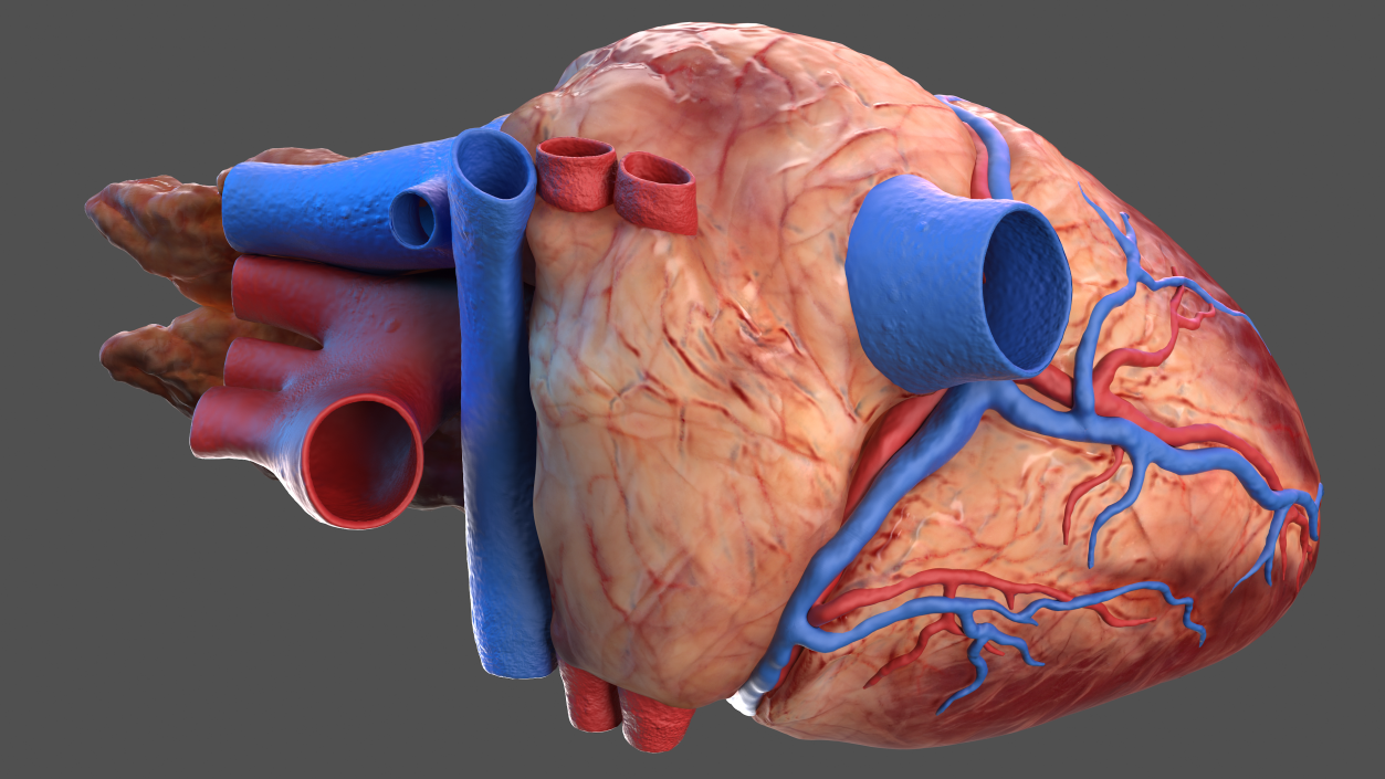 3D Human Internal Organs