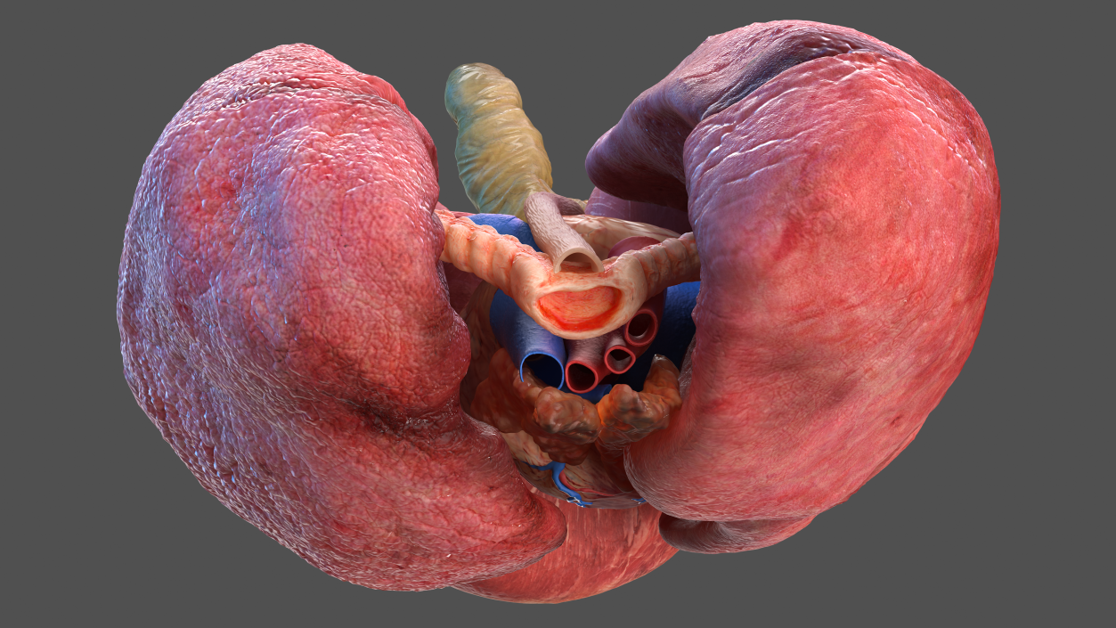 3D Human Internal Organs