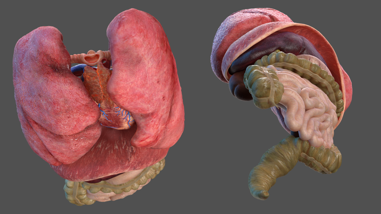 3D Human Internal Organs