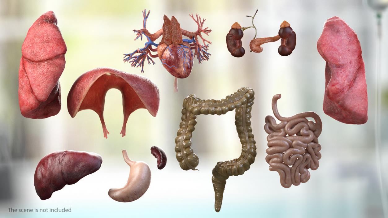 3D Human Internal Organs