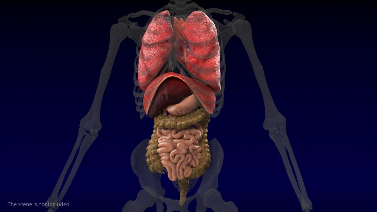 3D Human Internal Organs