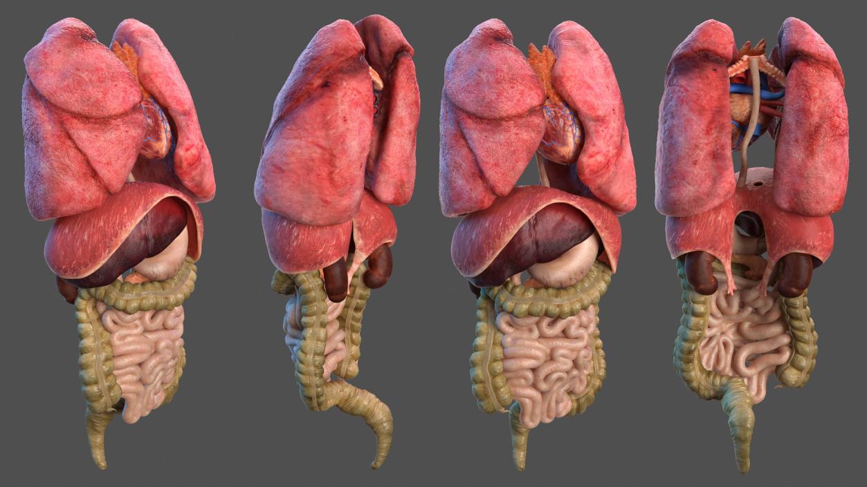 3D Human Internal Organs