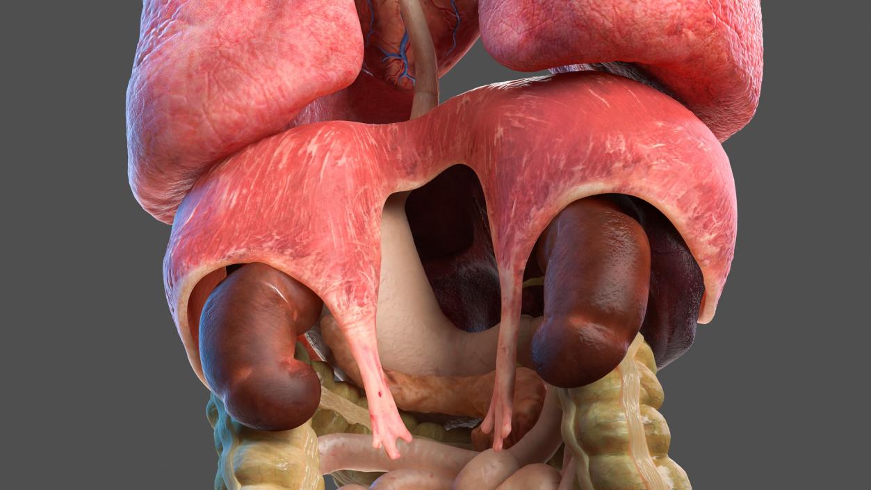 3D Human Internal Organs