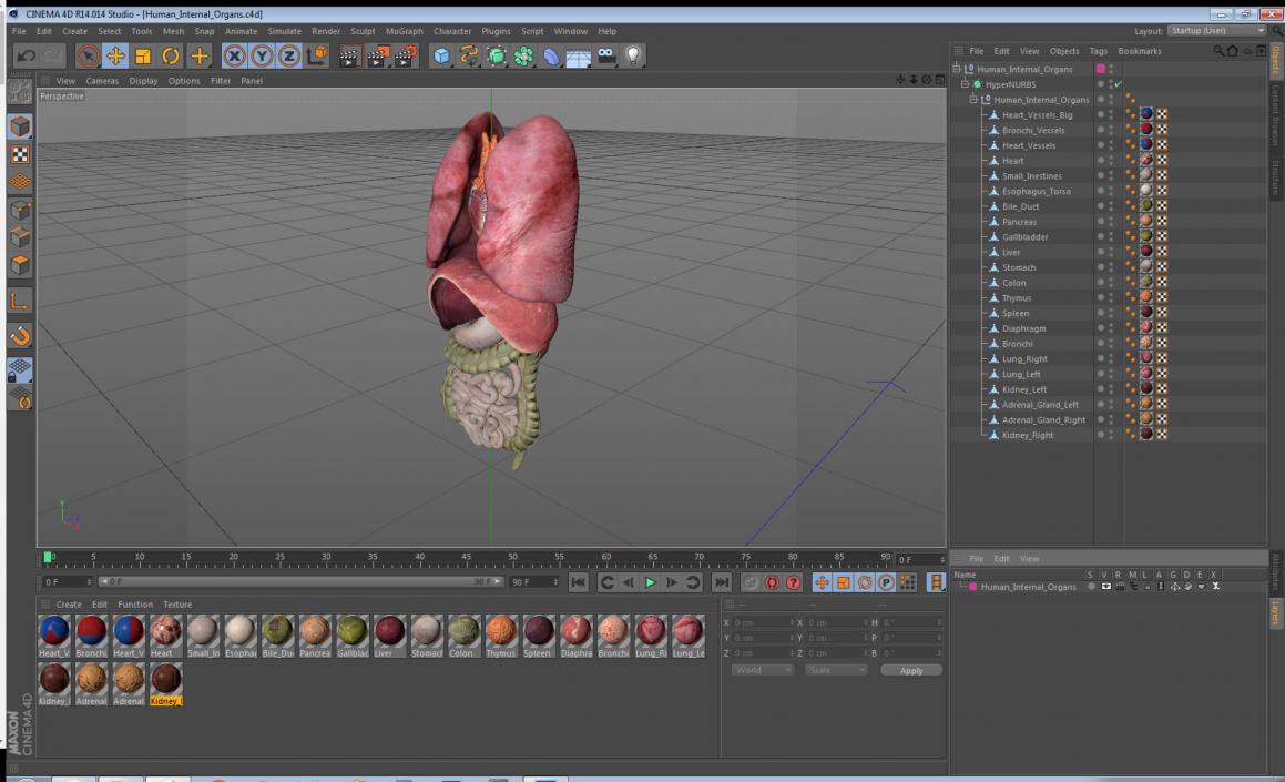 3D Human Internal Organs