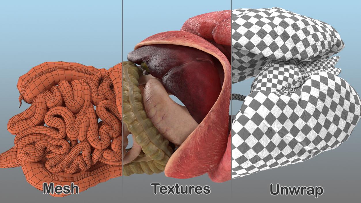 3D Human Internal Organs