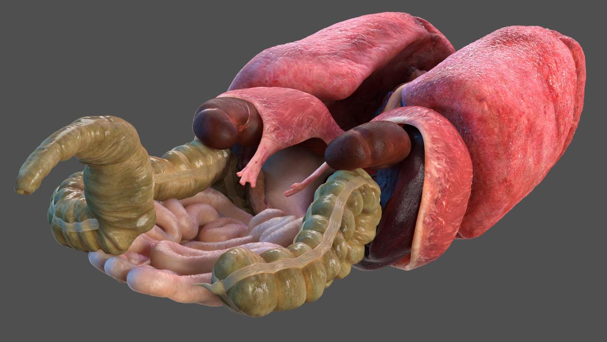 3D Human Internal Organs