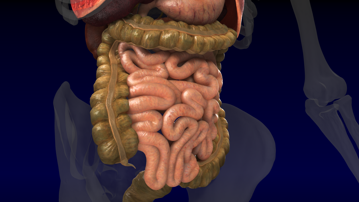 3D Human Internal Organs