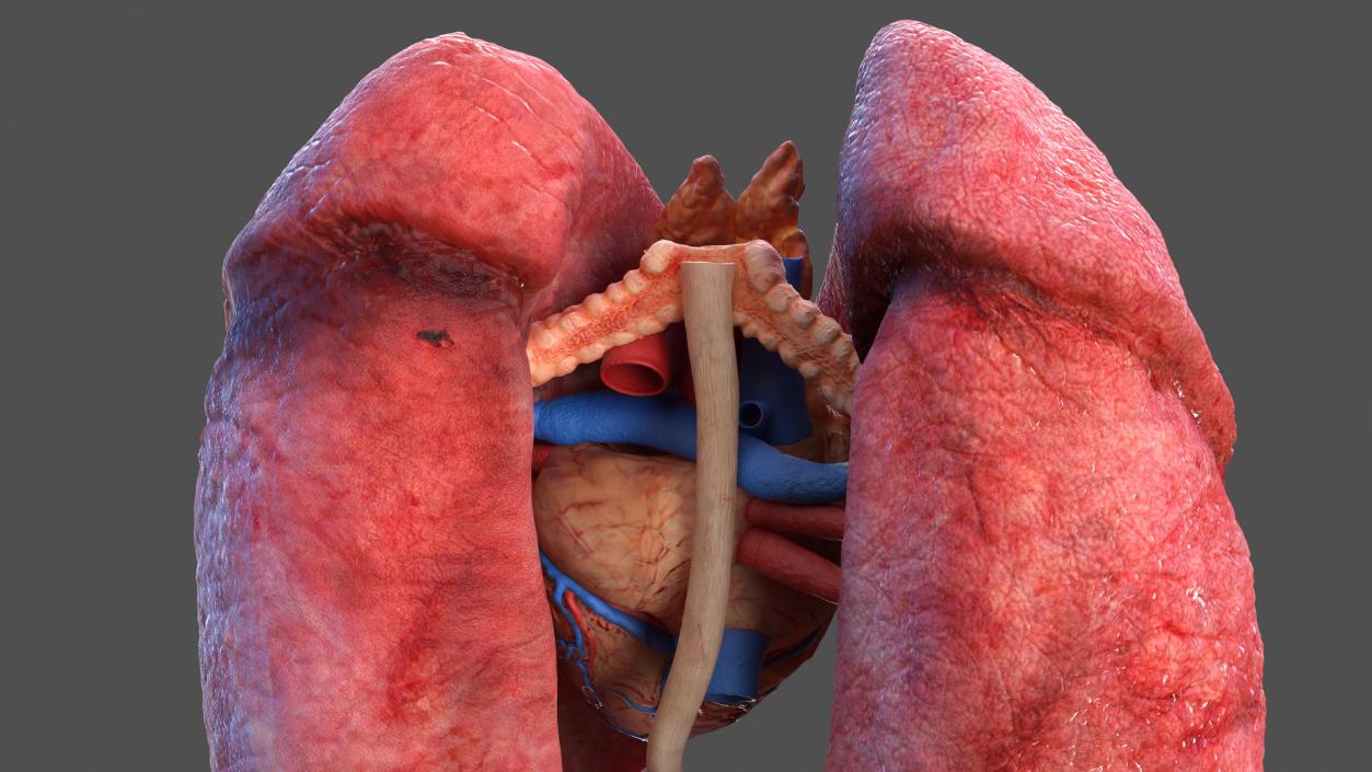 3D Human Internal Organs