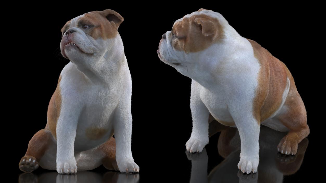 Bulldog Sitting Up Fur 3D