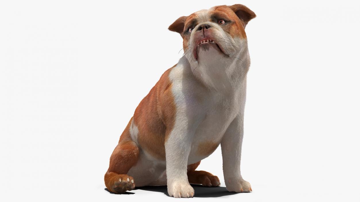 Bulldog Sitting Up Fur 3D