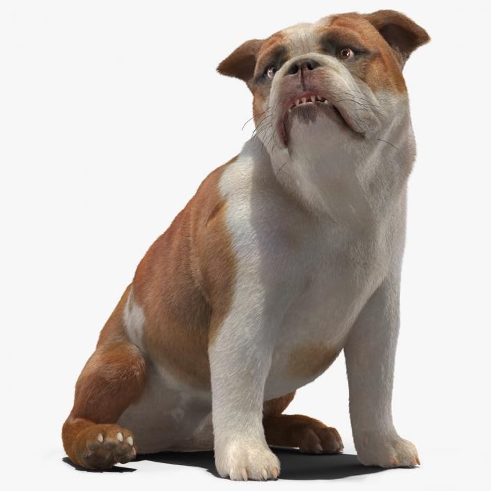 Bulldog Sitting Up Fur 3D