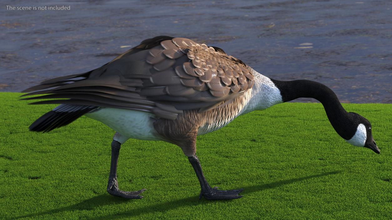 Canada Goose Rigged 3D model