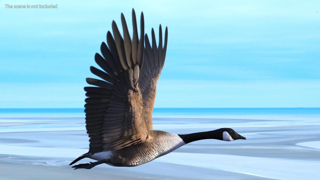 Canada Goose Rigged 3D model