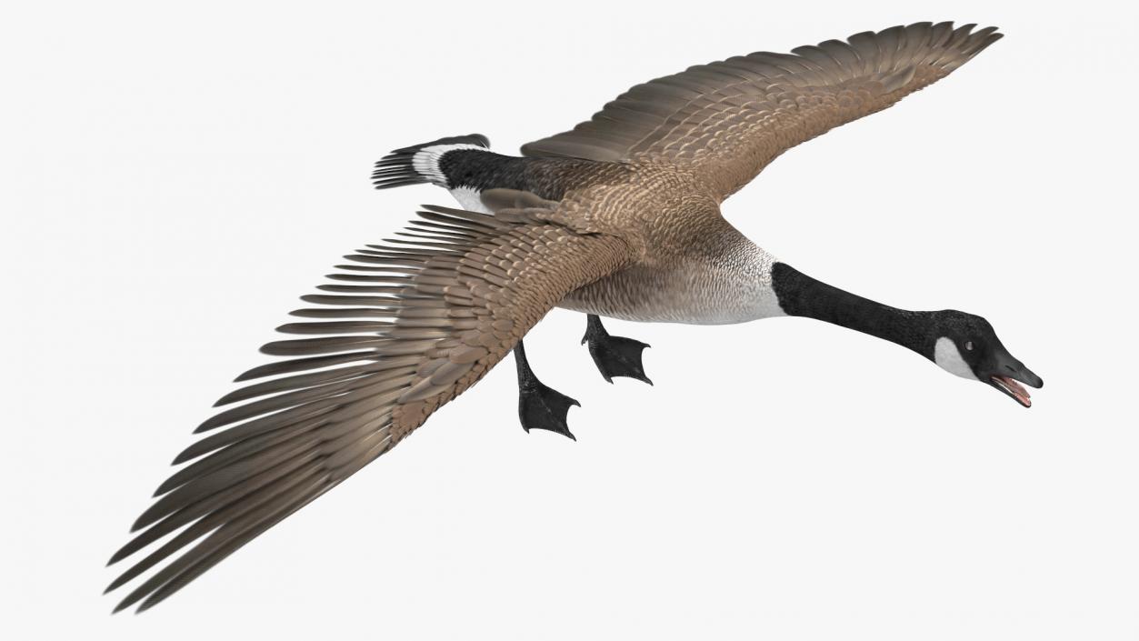 Canada Goose Rigged 3D model